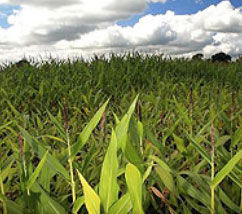 A crop of maize means life to families in southern Africa.